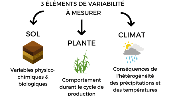 agriculture-precision-heterogeneite-intraparcellaire-variabilite-diagnostic-sol-plante-climat