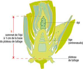 Coupe d'une tige de blé tendre-plateau-tallage-epi