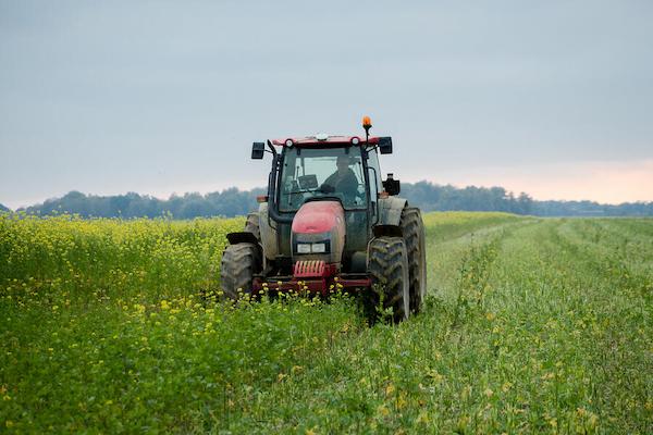 Broyage couverts interculture cipan destruction mécanique moutarde, Normandie, Eure - Crédit photo _ Nadège PETIT @agri_zoom