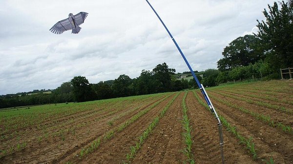 Cerf-volant%20effaroucheur%20(1).jpg?wid