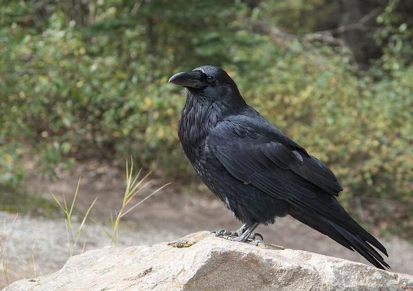 Un corbeau pour effrayer les pigeons  à Vianden 