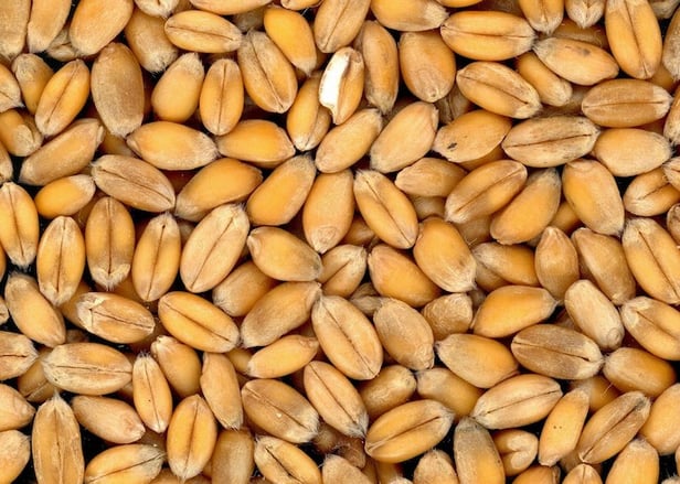 PZ-2021-grains de blé