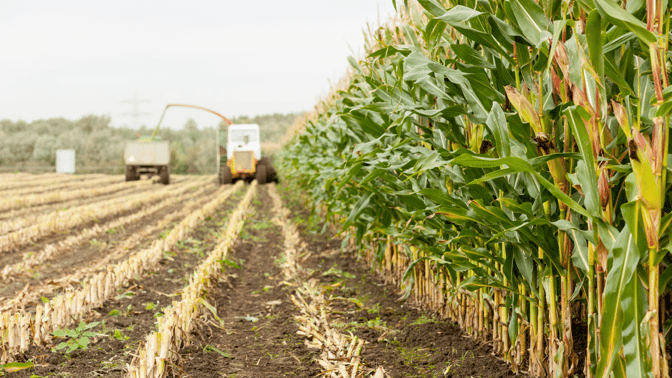 connaitre votre date densilage en avance