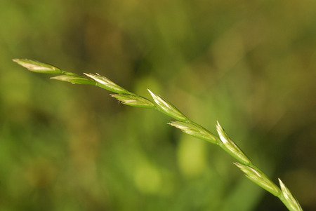 ray-grass-identification-adventice-mauvaise-herbe
