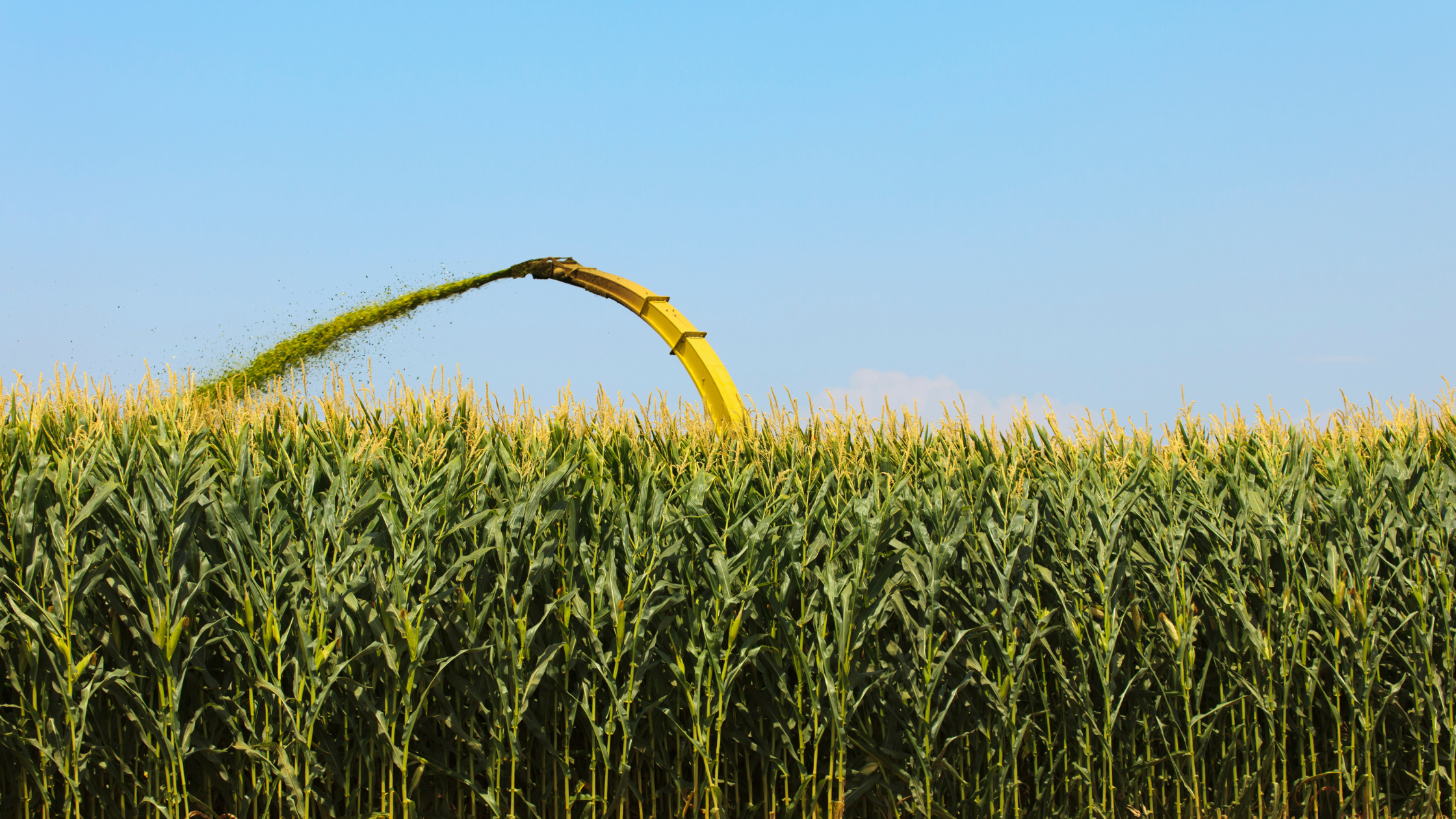 Pourquoi le maïs ensilage est une céréale incontournable ?